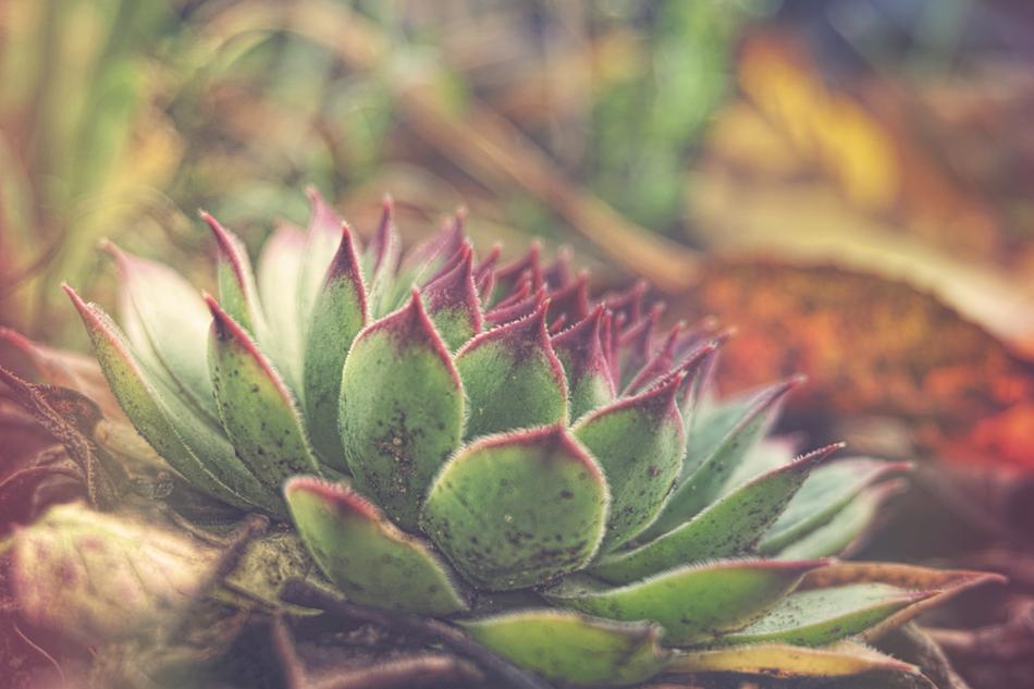 Plant Nature Flower