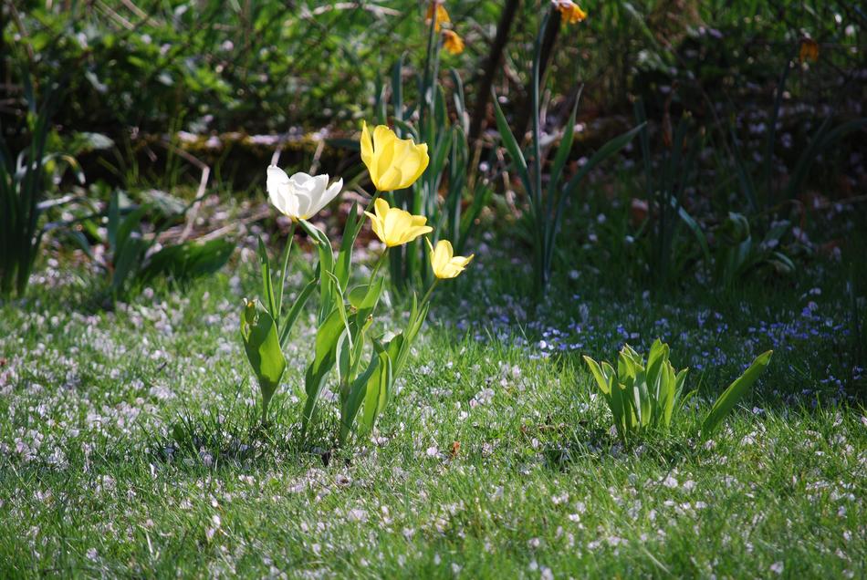 Nature Flower Plant