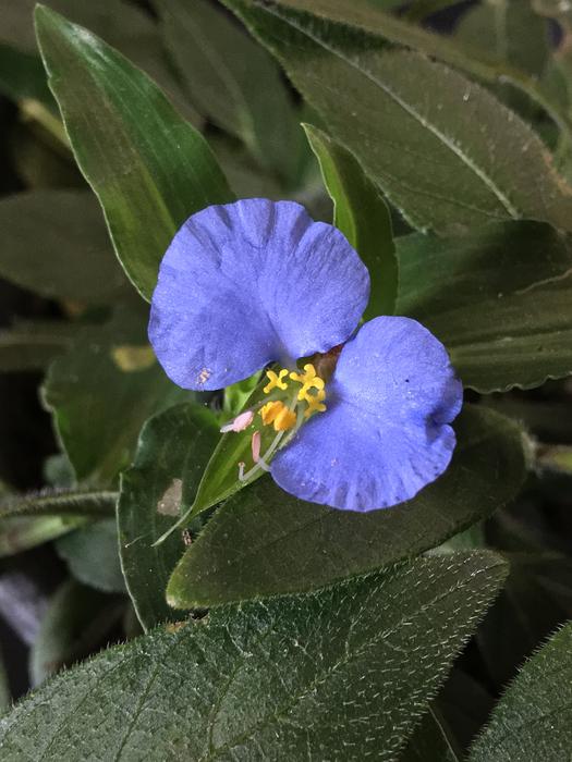 Blue Flower Petals Heavenly