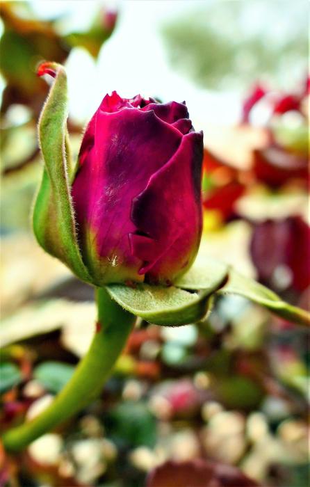 dry single rose