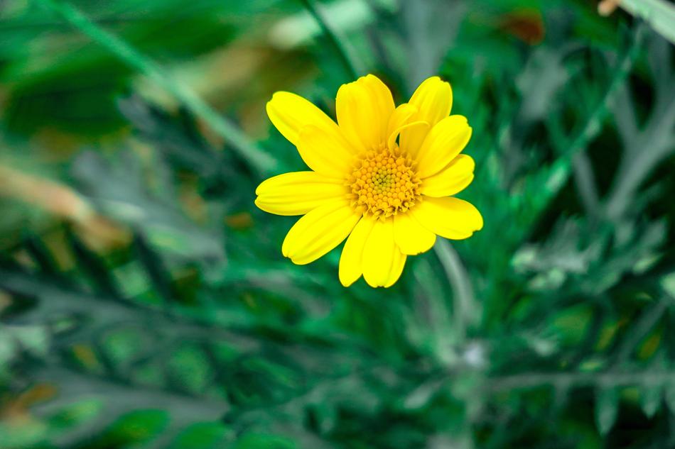 Nature Plant Summer