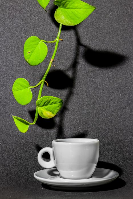 branch of the plant over the mug