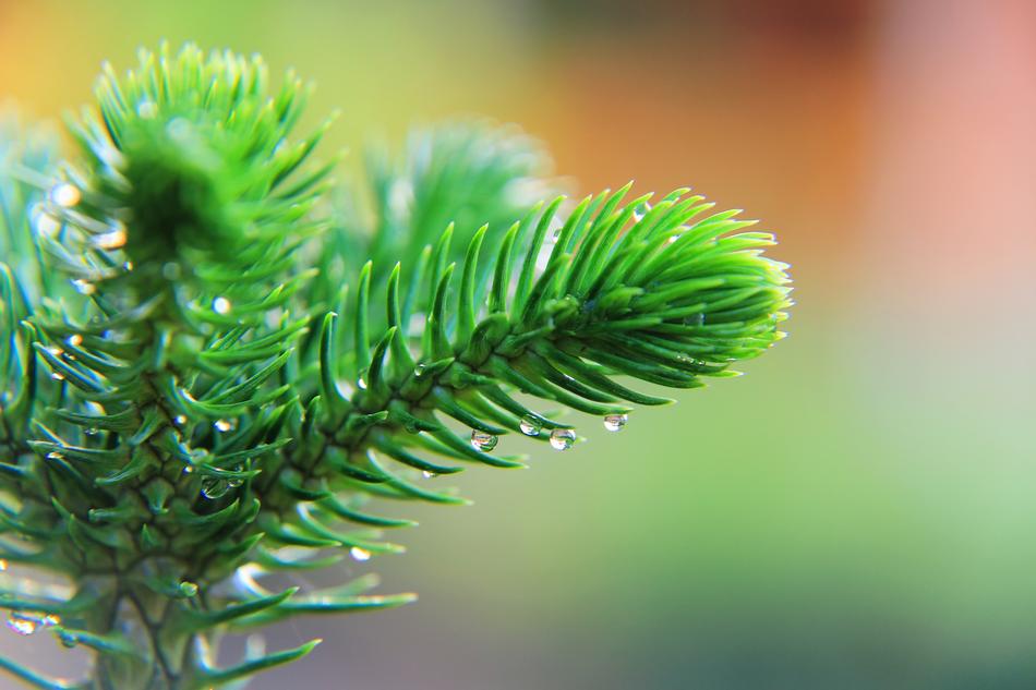 Tiered Tree Forest