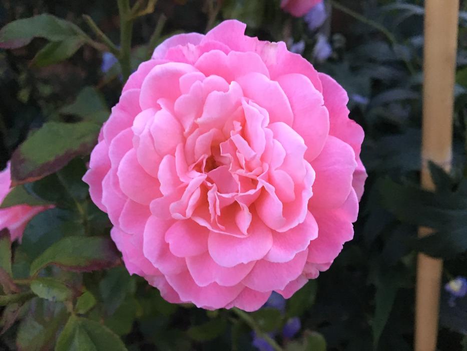 Flower Rose Flora