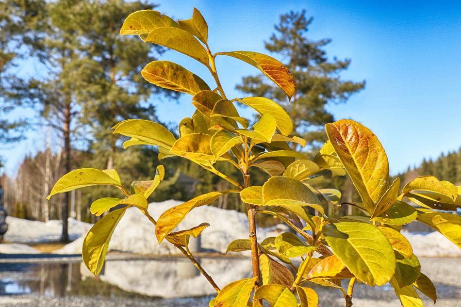 Leaf Nature Tree
