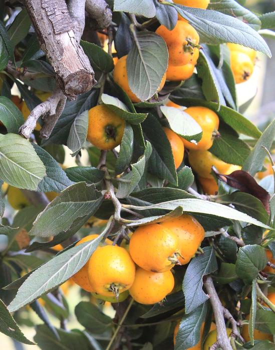 fresh fruit on a branch