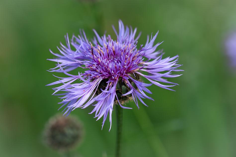 purple flowers in green grass