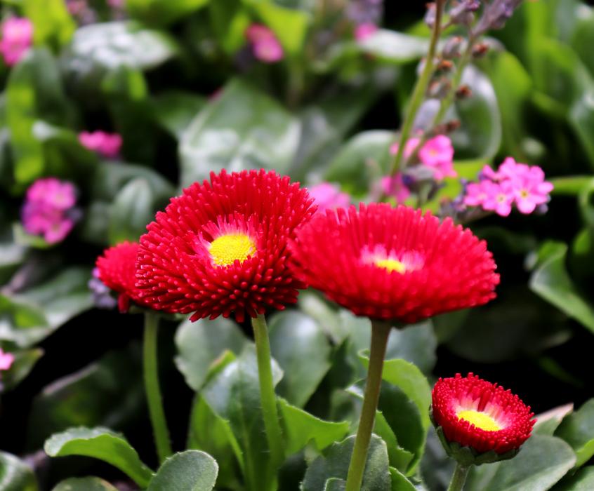 red flowers in the spring garden