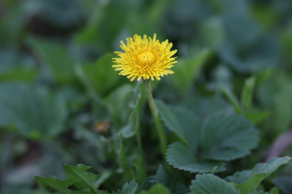 Dandelion Yellow Flower
