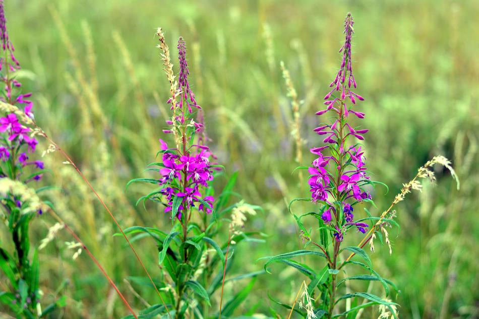 Epilobium Angustifolium