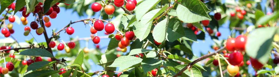 Cherries Tree Cherry