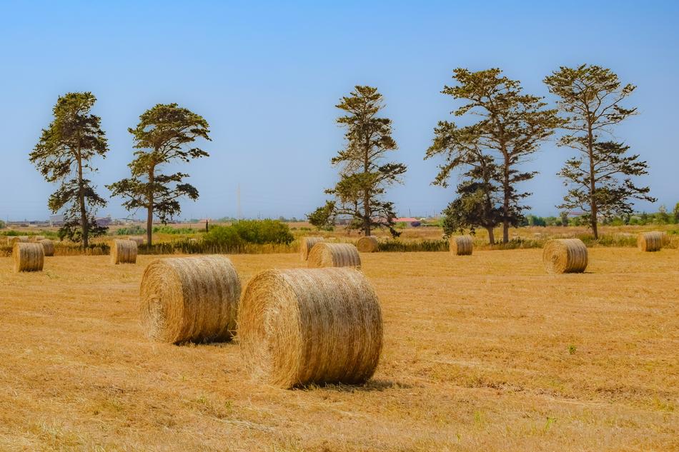 Hay Agriculture Straw