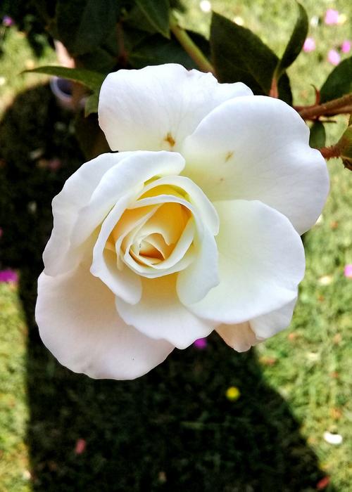 a white rose in a green field