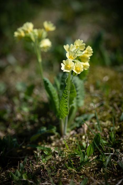 Cowslip Yellow Flower