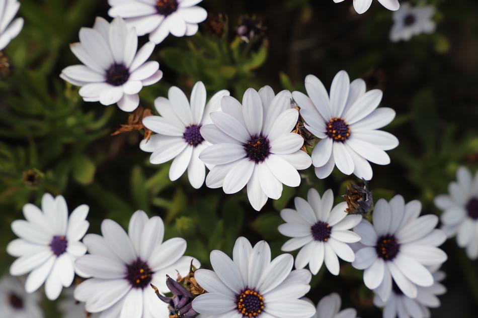 Flower Nature Plant