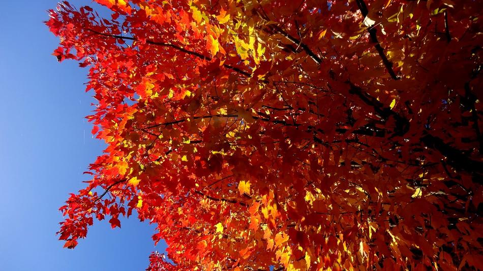 Fall Leaf Season