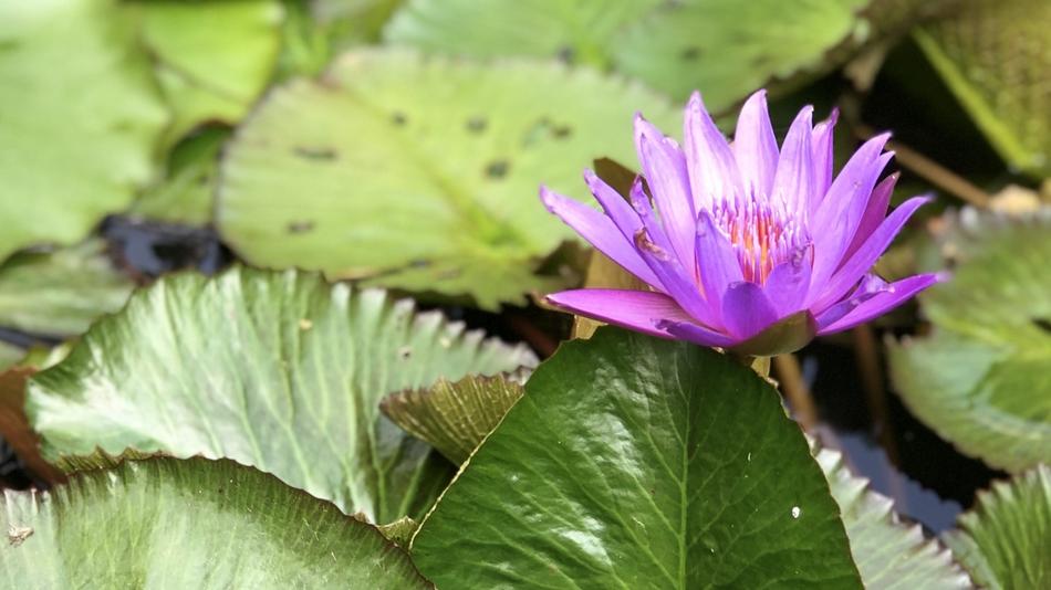 Nature Plant Lotus
