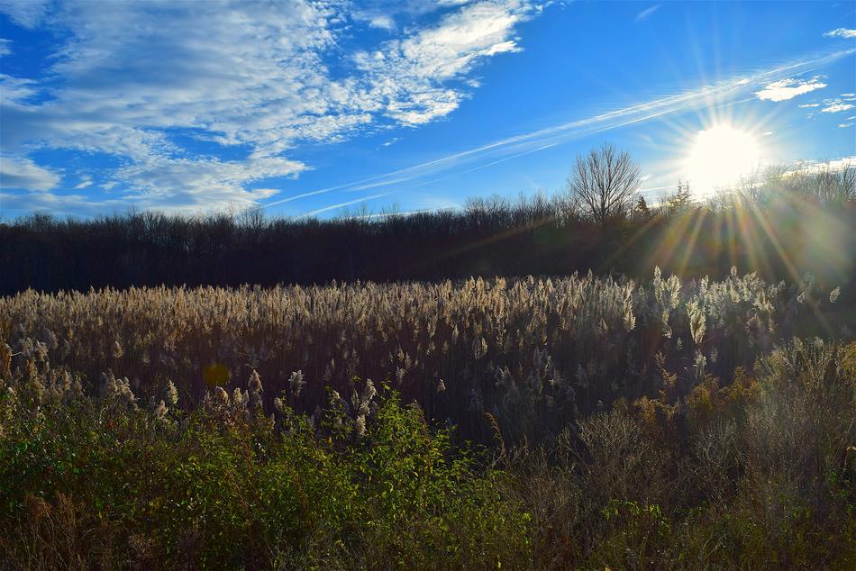 wild flowers in the sunlight