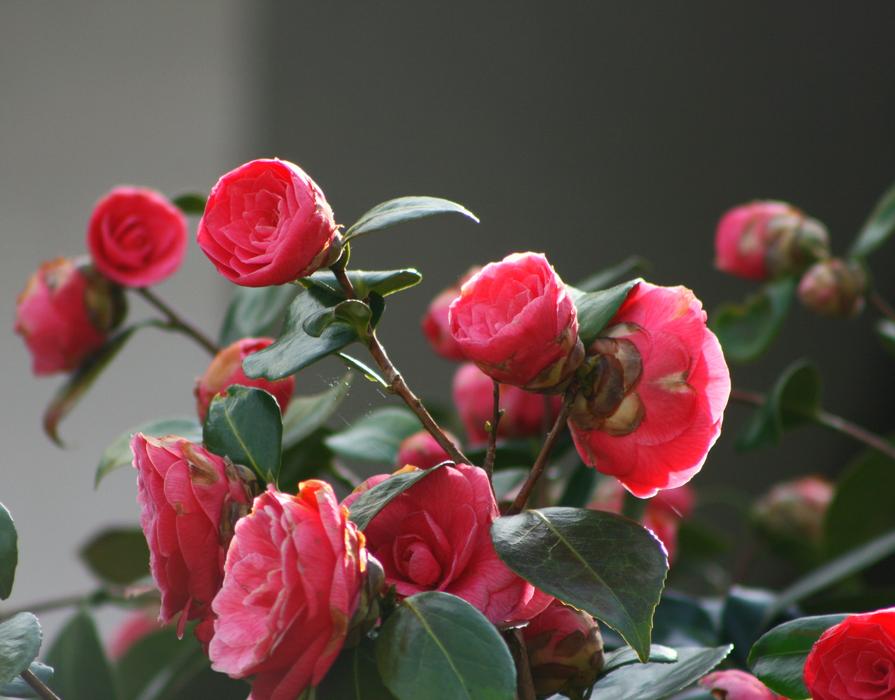 Flower Plant Nature