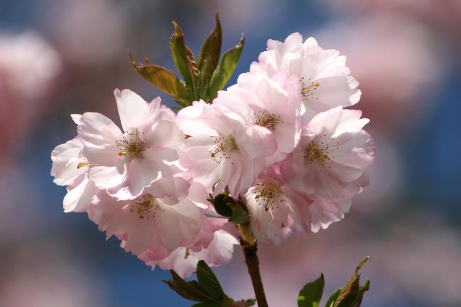 Flower Plant Nature
