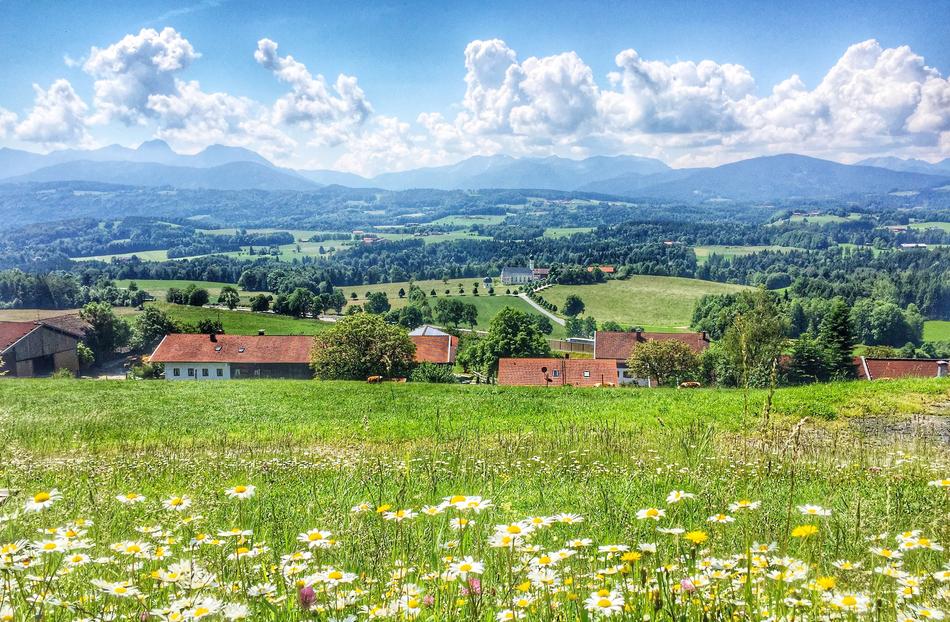 green grass with flowers in the garden