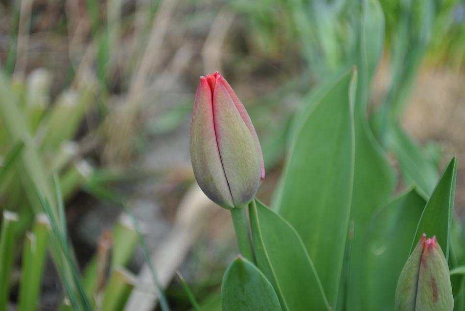 red bud in the garden landscape