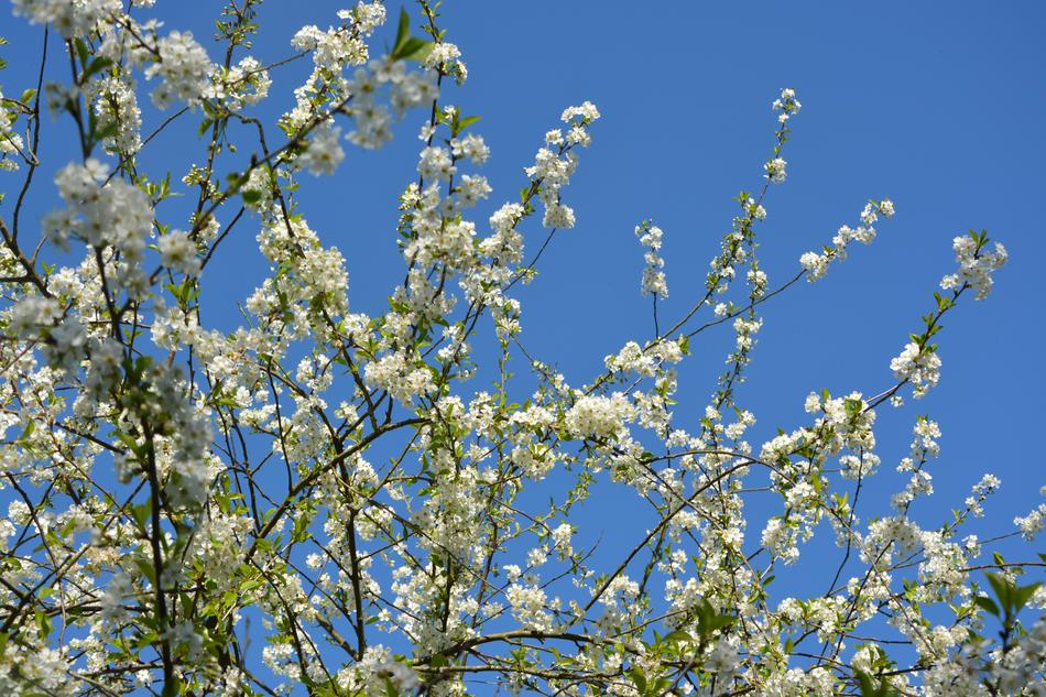 Cherry Blossoms White Flowers Tree