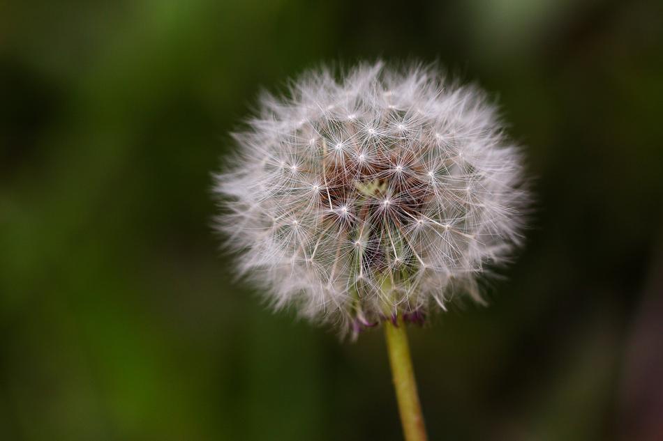 Dandelion Mr Hall Nature Plants