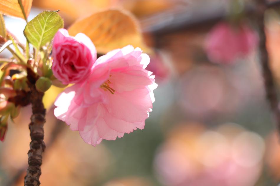 Flower Nature Plant