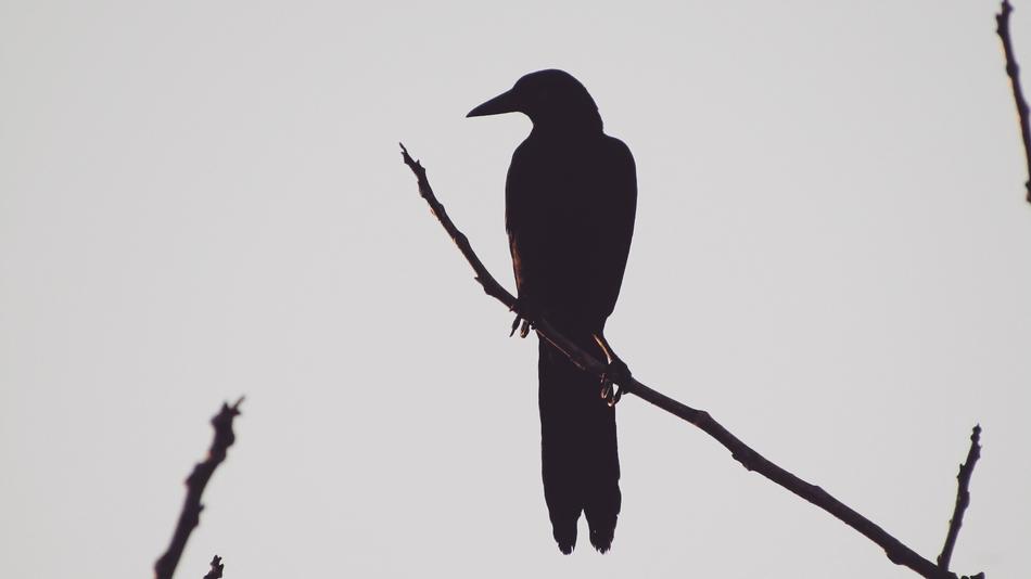black crow on a branch silhouette