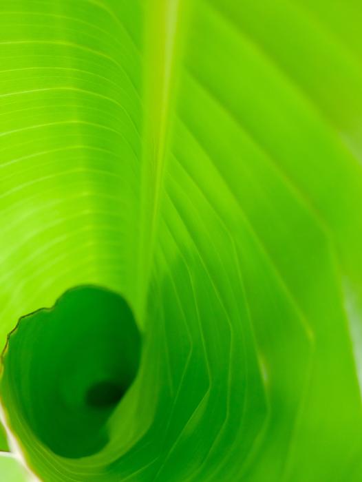 Leaf Flora Growth