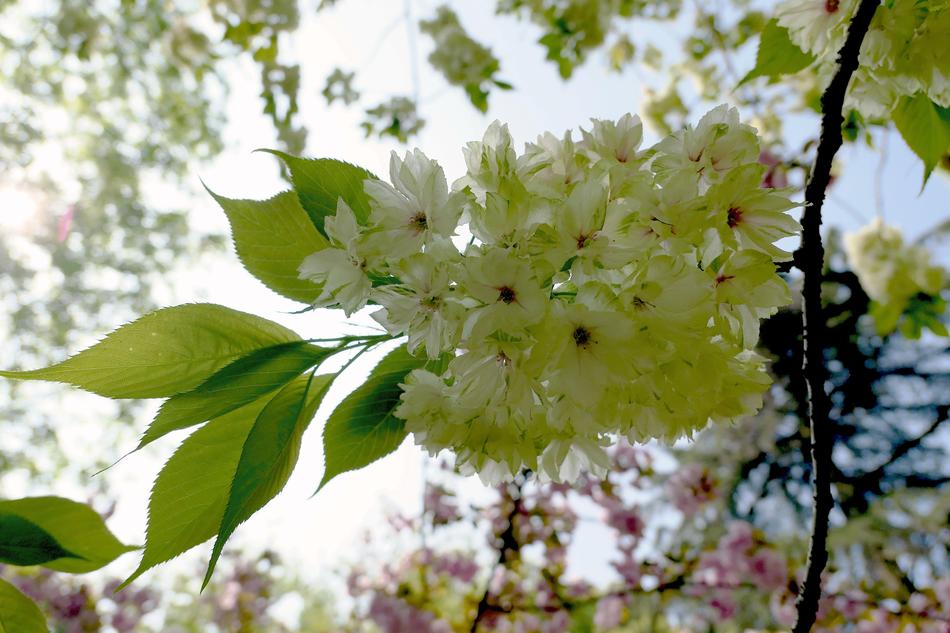 Pineapple Sakura Nature