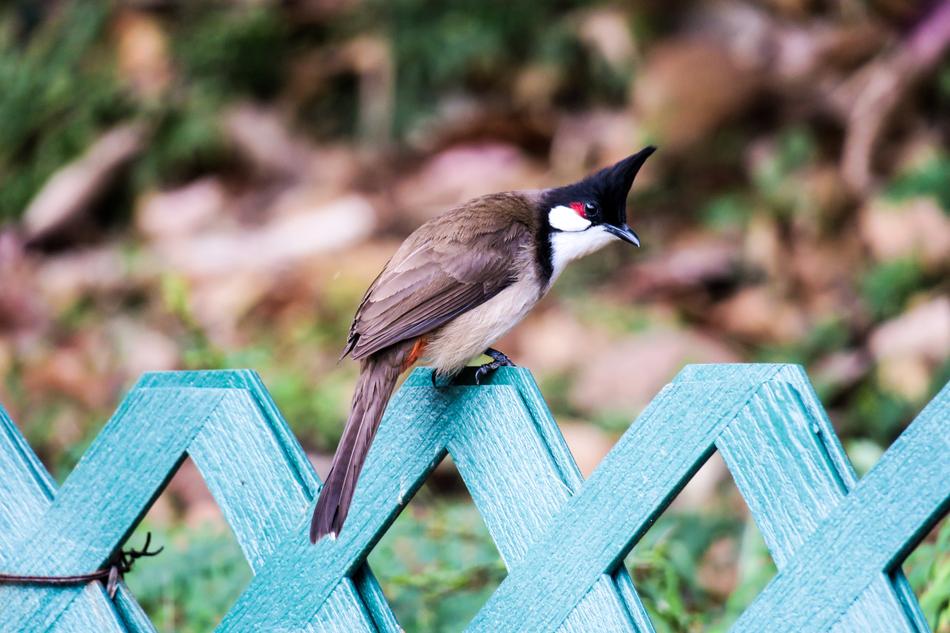 small brown Bird