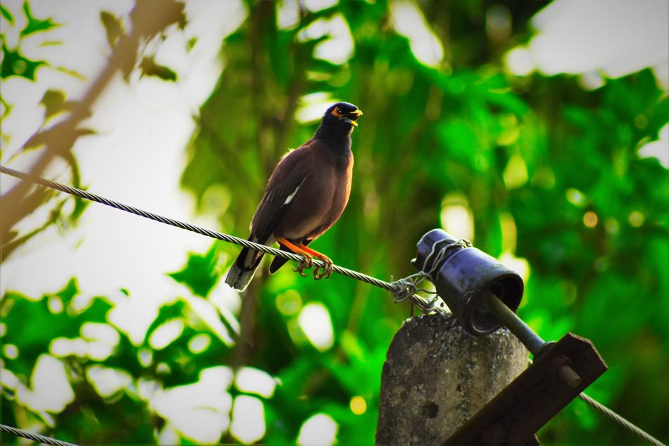 Nature Bird Wildlife