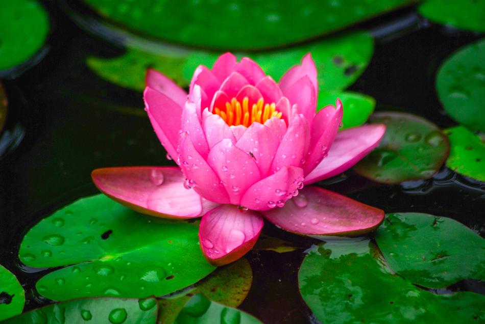 Water Lilies Nature Plants
