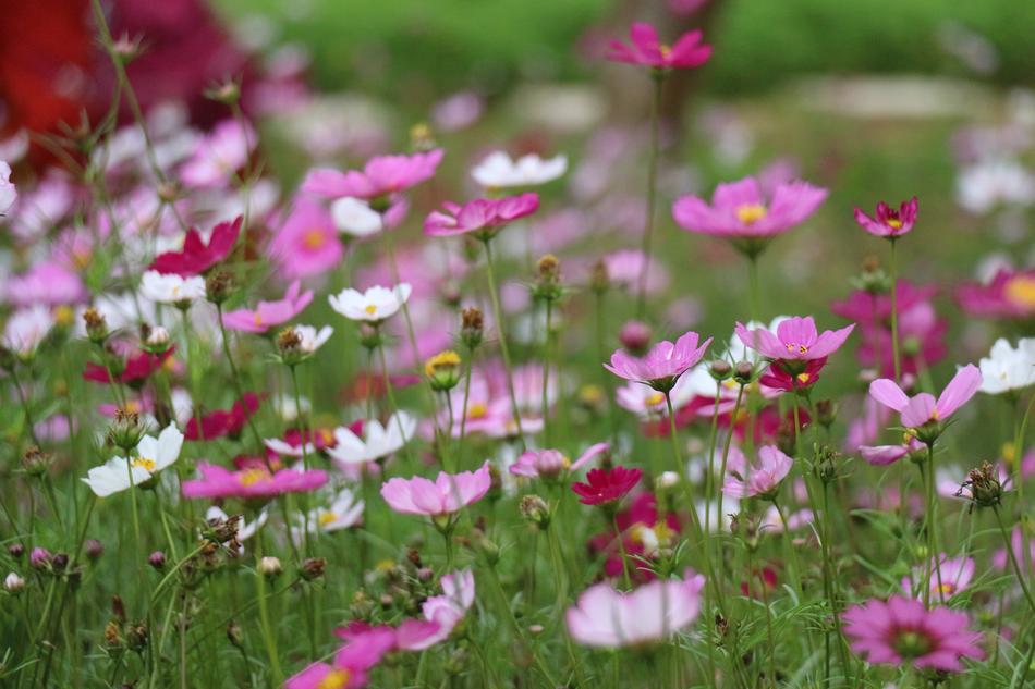 Flower Nature Plant