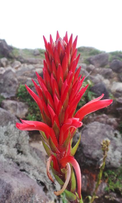 Nature Flower Plant