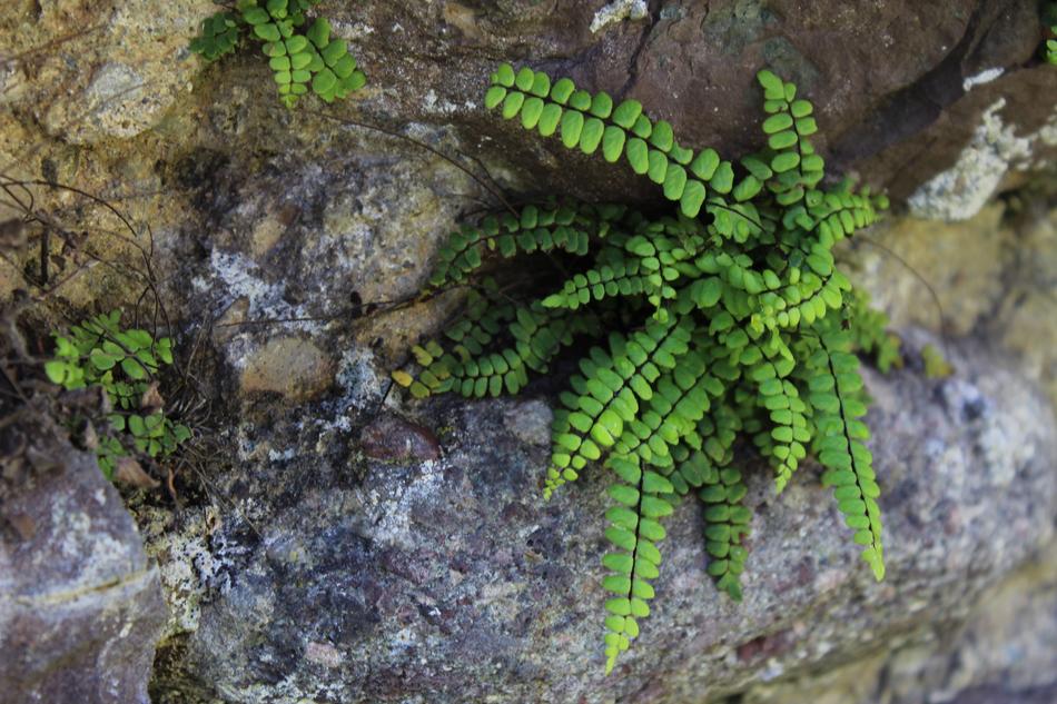 Nature Leaves Green