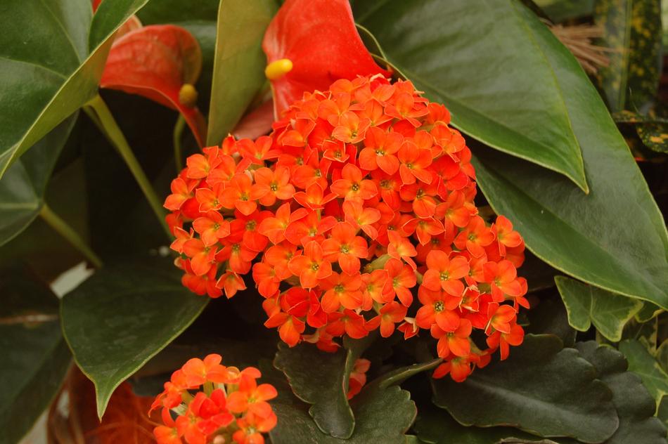 Flower Leaf Nature