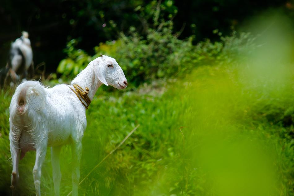 Nature Grass Animal