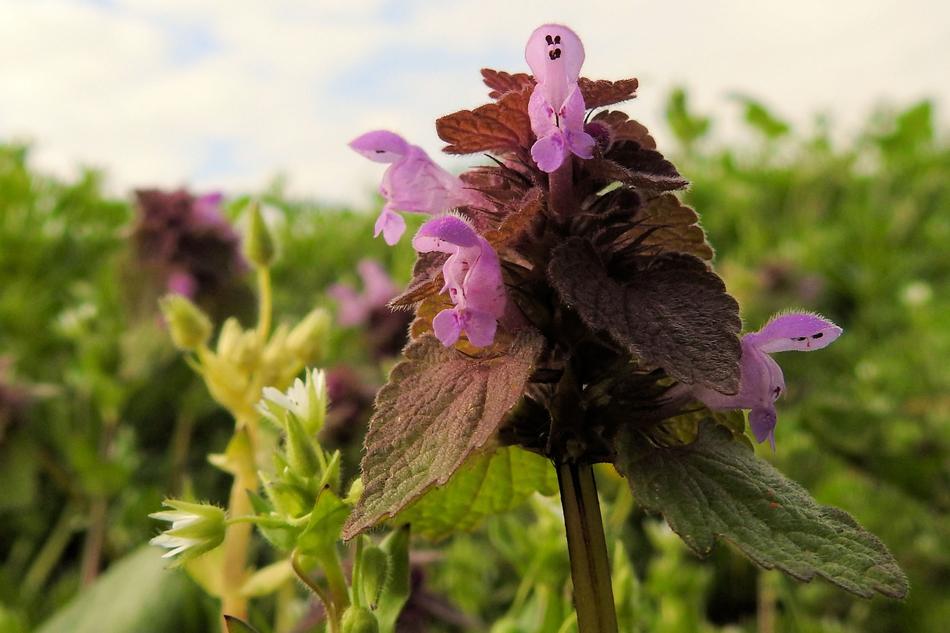Nettle Dead Nature