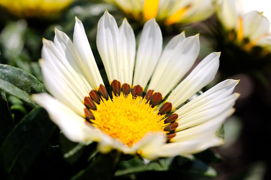 Nature Flower Plant