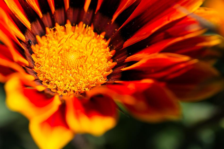 Flower Nature Plant