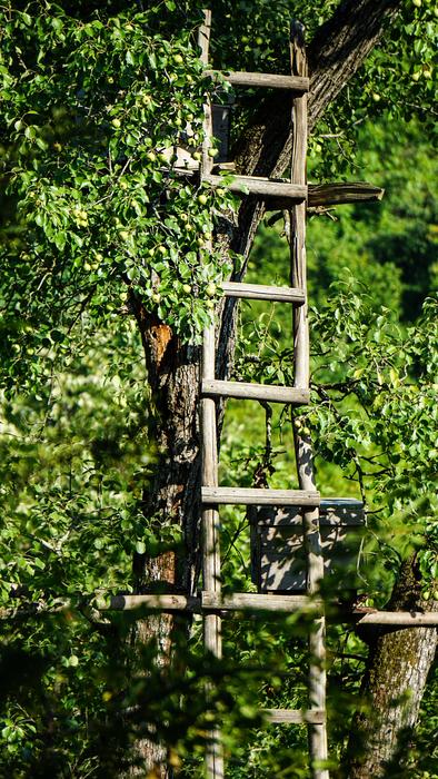 wooden staircase with leaves