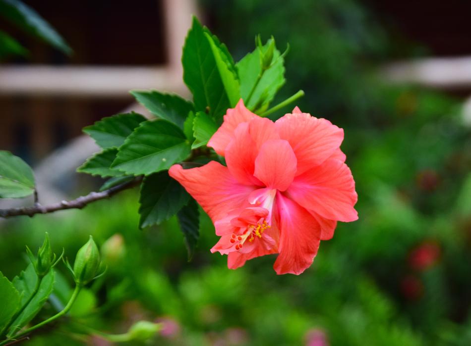 Flower Nature Green