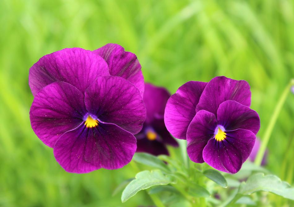 Pansies Two Flower