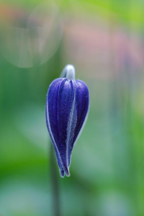 Nature Flower Plant