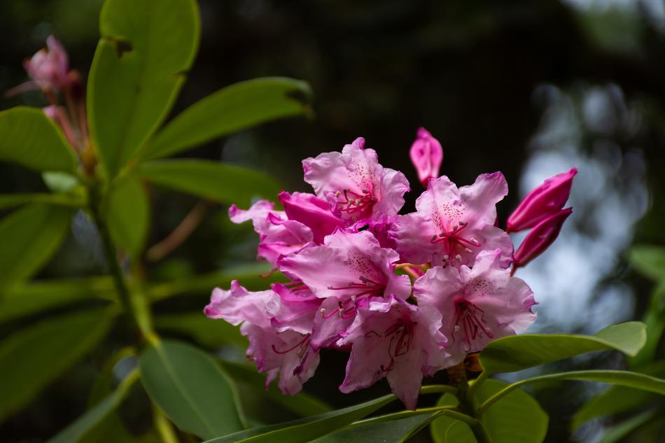 Flower Nature