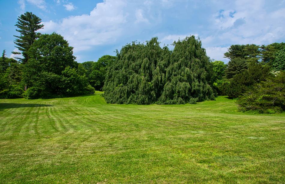 Trees Planting Fields Summer