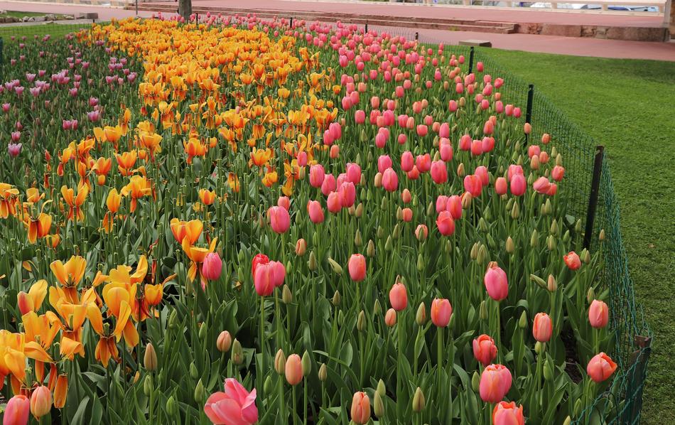 Flower Tulip Nature